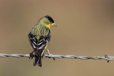 Lesser Goldfinch