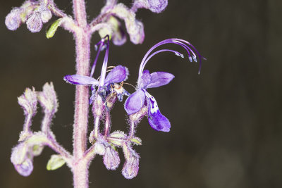 Mountain  Bluecurls (Trichostema parishii)