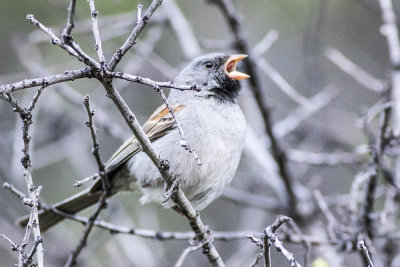 Black-chinned Sparrow