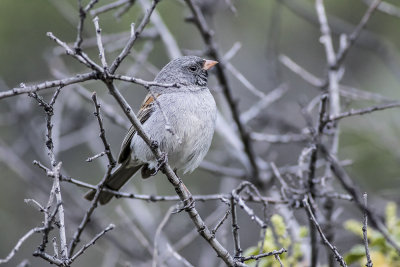 Black-chinned Sparrow