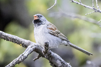 Sparrows, Juncos and Towhees