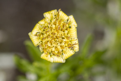 Boundary Goldenbush (Ericameria brachylepis)