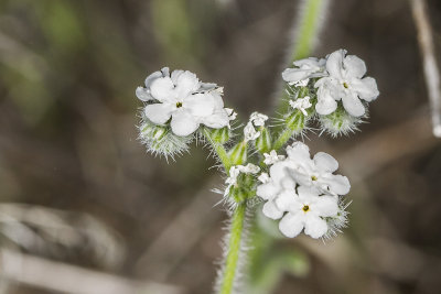 Cryptantha or Forget-Me-Nots (Cryptantha angustifolia )