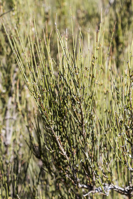 Desert Tea (Ephedra californica))