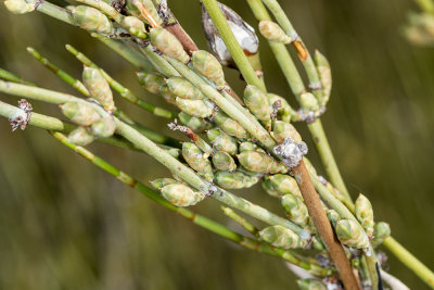 Desert Tea (Ephedra californica)