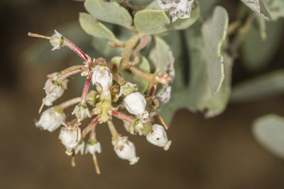 Eastwood Manzanita (Arctostaphylos glandulosa)