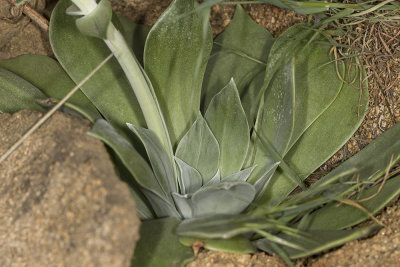 Live-Forever (Dudleya arizonica)