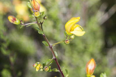 Yellow-bush Penstemon (Keckiella antirrhinoides)