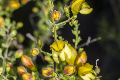 Yellow-bush Penstemon (Keckiella antirrhinoides)