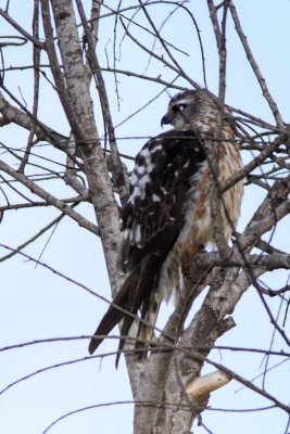 Mississippi Kite