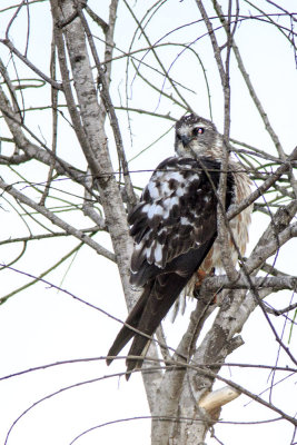 Mississippi Kite