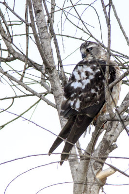 Mississippi Kite