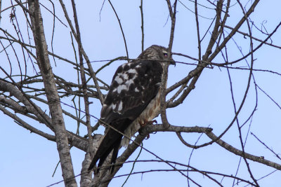 Mississippi Kite