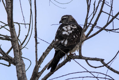 Mississippi Kite