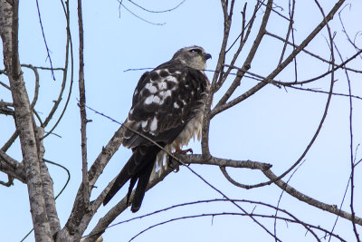 Mississippi Kite