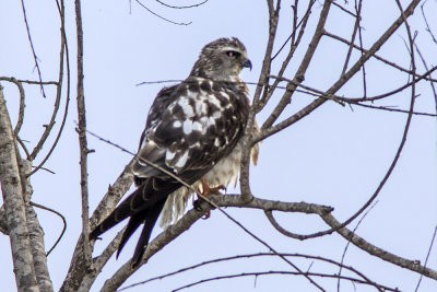 Mississippi Kite