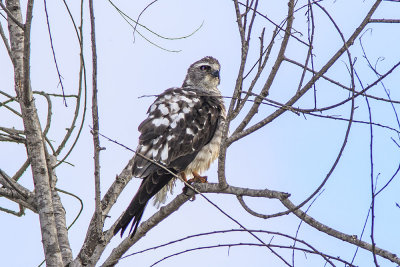 Mississippi Kite