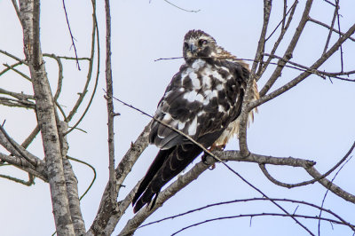 Mississippi Kite