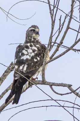 Mississippi Kite