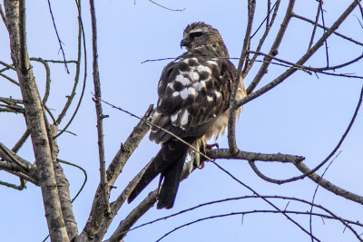 Mississippi Kite