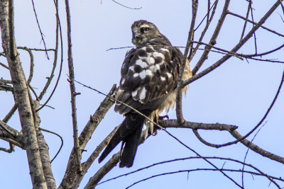 Mississippi Kite