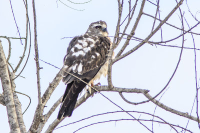 Mississippi Kite