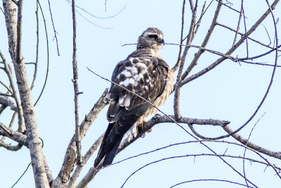 Mississippi Kite