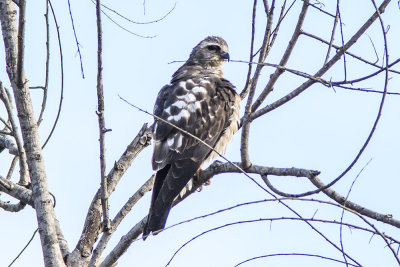 Mississippi Kite