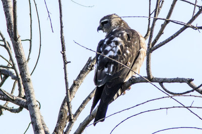 Mississippi Kite