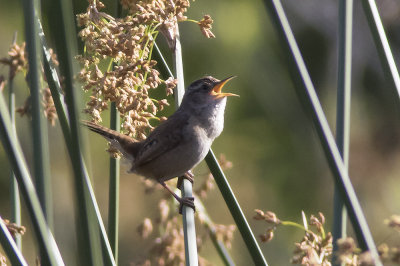 Marsh Wren