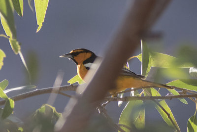 Bullock's Oriole