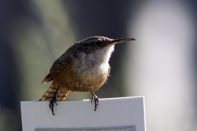 Canyon Wren