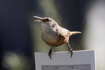 Canyon Wren
