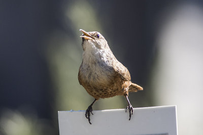 Canyon Wren