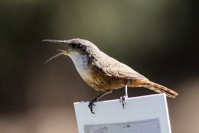 Canyon Wren