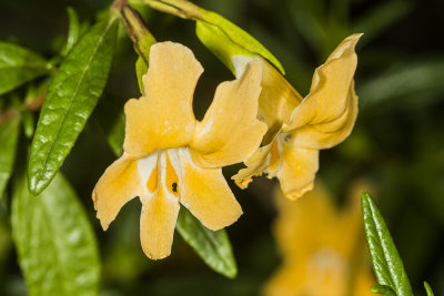 Sticky monkeyflower  (Diplacus aurantiacus )