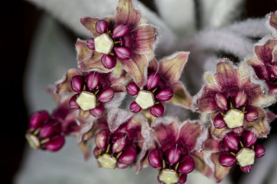 California Milkweed (Asclepias californica)