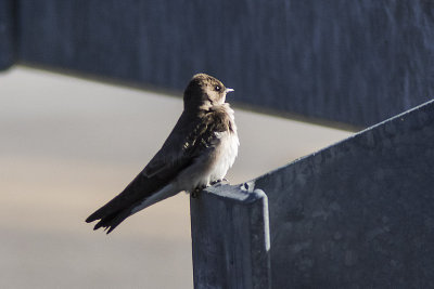 Cliff Swallow