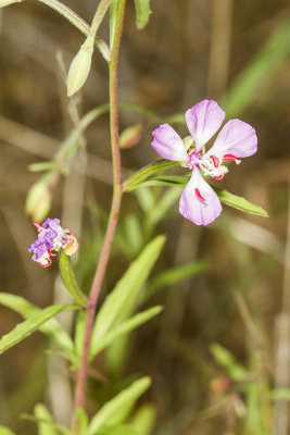 Delicate Clarkia (Clarkia delicata)