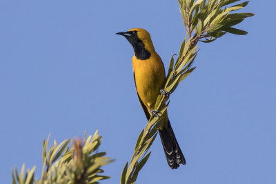 Hooded Oriole