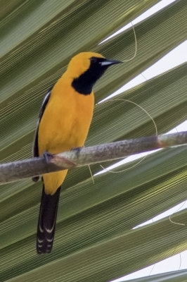 Hooded Oriole