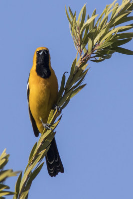 Hooded Oriole