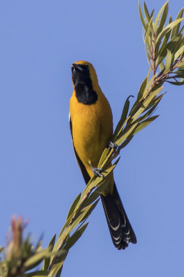 Hooded Oriole