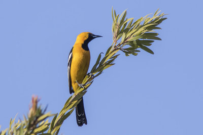 Hooded Oriole