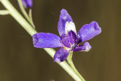 Parry Larkspur (Delphinium parryi)