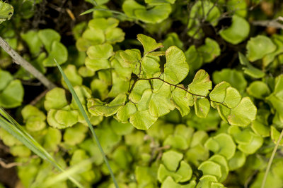 Maiden-hair Fern (Adiantum jordanii)