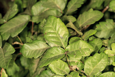 Poison-Oak (Toxicodendron diversilobum)