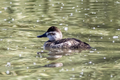 Ruddy Duck