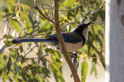 Western Scrub Jay