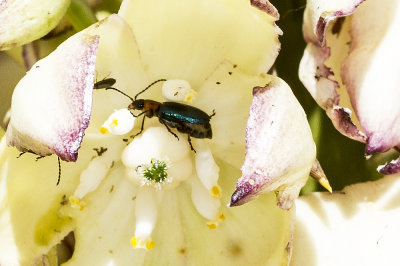 Soft-winged Flower Beetle  (Collops marginicollis )